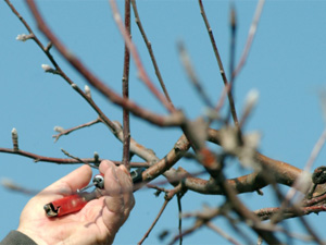 Tree Pruning Irvine, CA Tree Pruning Irvine, CA