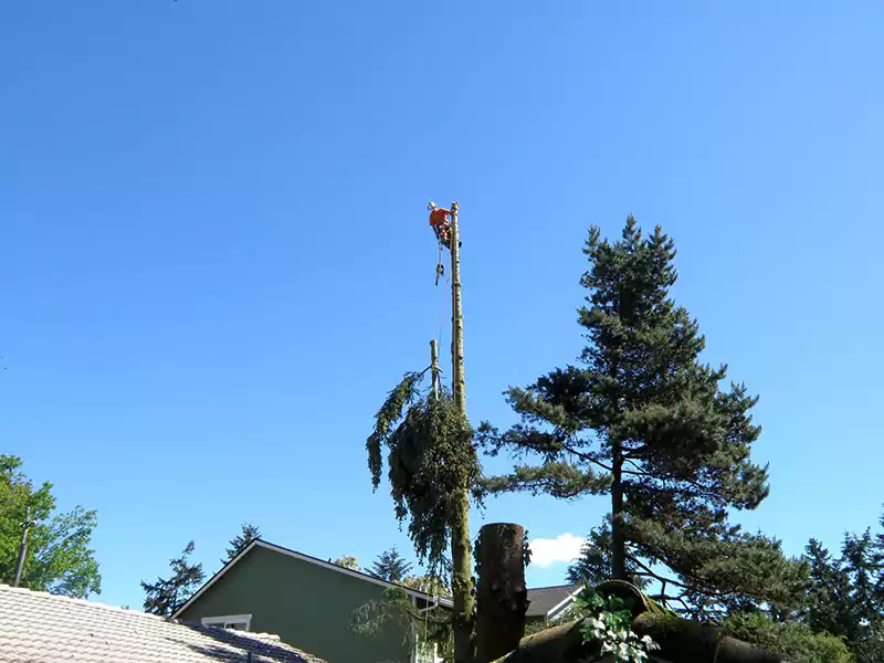 Why you Should Prune and Trim Your Trees, Costa Mesa CA