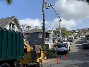 Tree Removal Service Company, Irvine CA