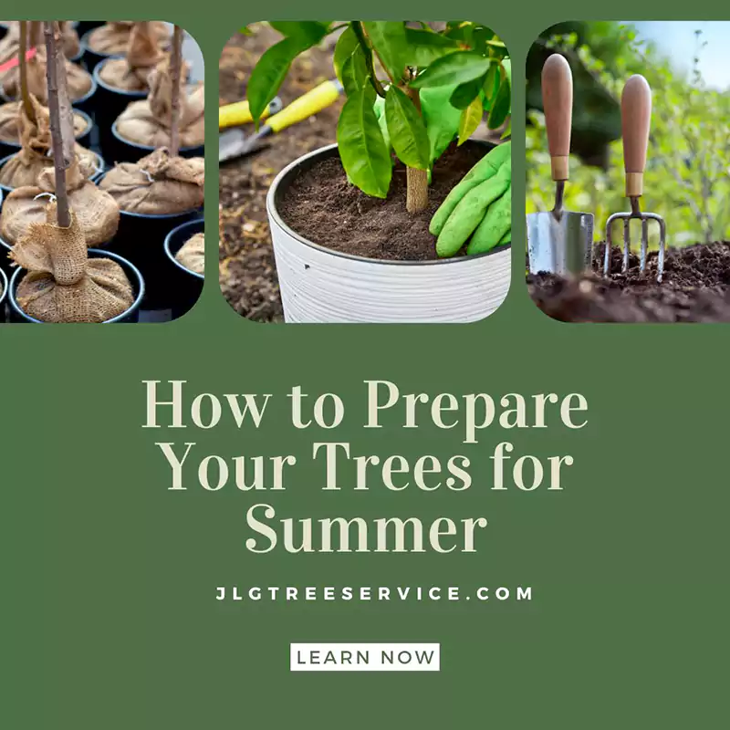 Preparing Your Trees for Summer with Tree Services, Irvine CA