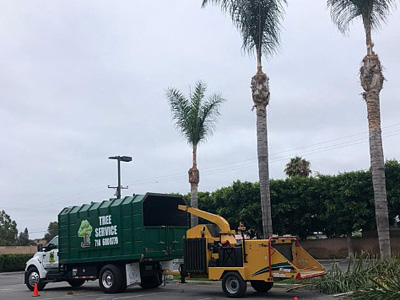 Palm Tree Maintenance