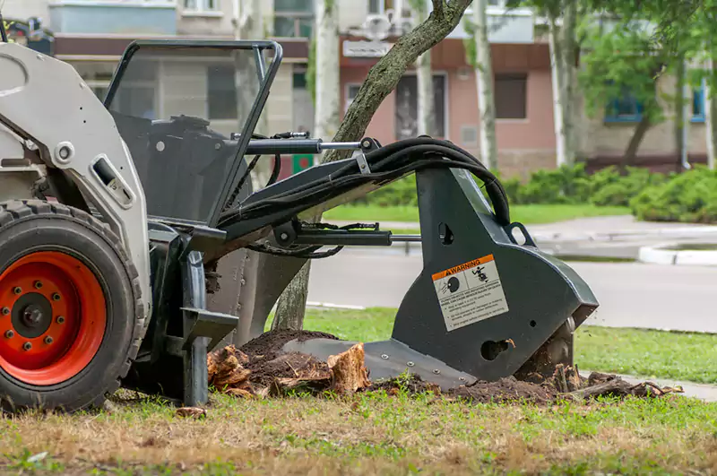 Expert Tree Removal Services in Orange County, Costa Mesa CA