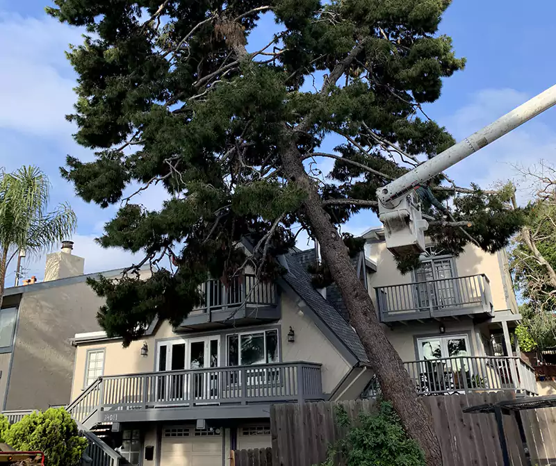 When to Remove a Tree On Your Home, Costa Mesa CA