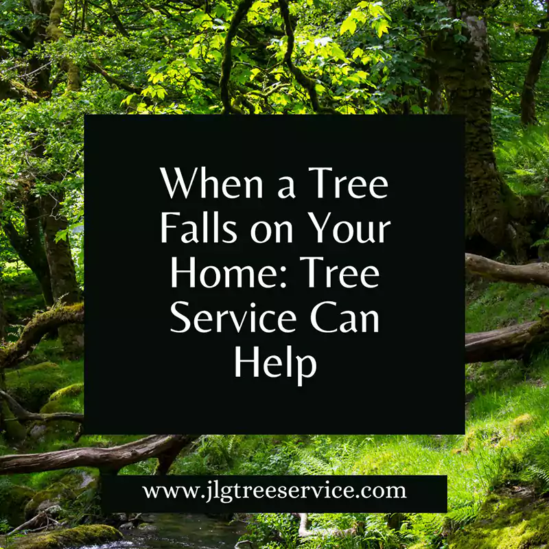 When a Tree Falls on Your Home: How Westminster Tree Service Can Help, CA