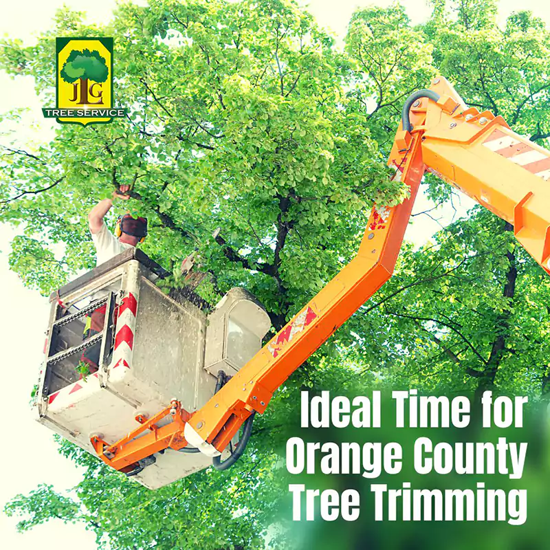Ideal Time for Tree Trimming in Orange County, Costa Mesa, CA