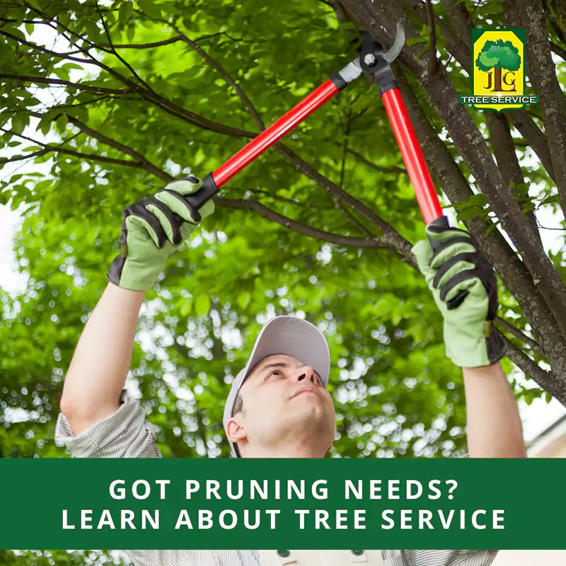 Got Pruning Needs? Learn About Orange County Tree Service, Costa Mesa, CA