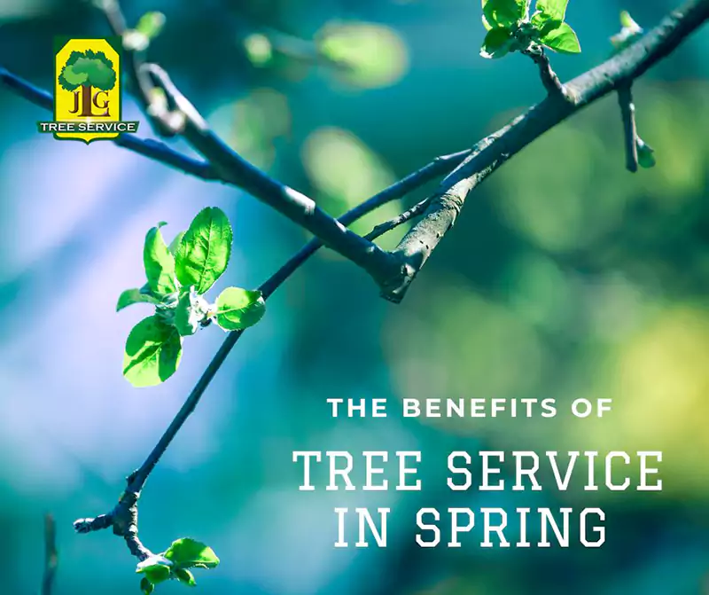 Springtime Benefits of Orange County Tree Services, Costa Mesa, CA