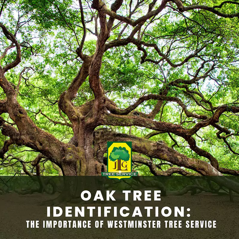 Oak Tree Identification: The Importance of Tree Service, Costa Mesa, CA