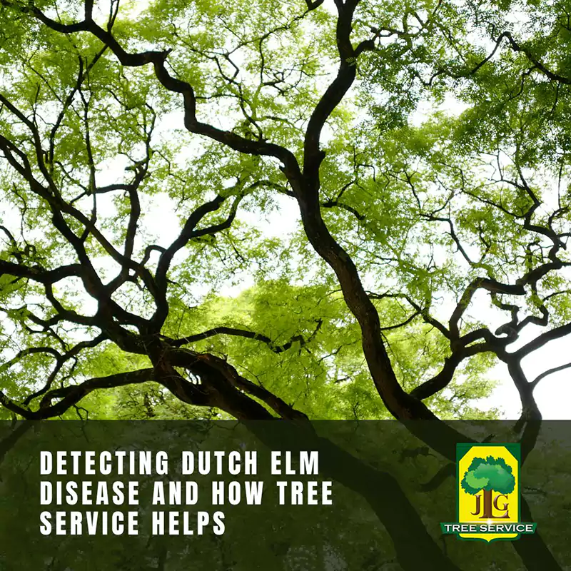 Detecting Dutch Elm Disease and How Tree Services Helps, Laguna Beach, CA