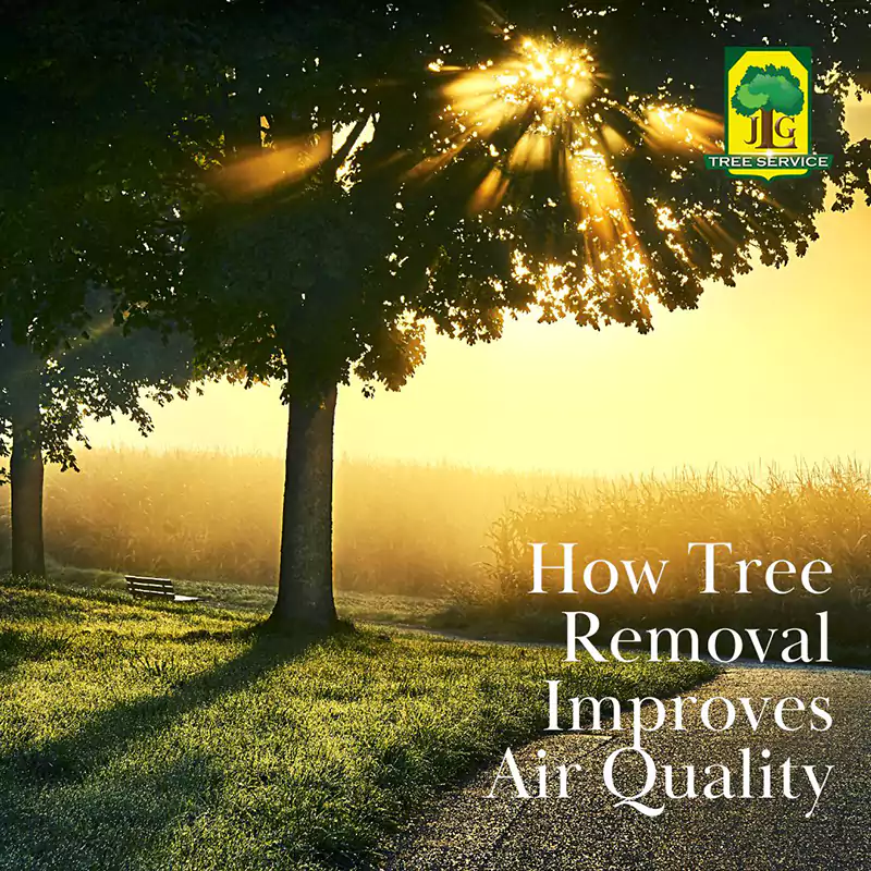 How Tree Removal Improves Air Quality, Laguna Niguel CA