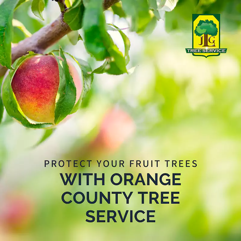 Protect Your Fruit Trees with Orange County Tree Service, Costa Mesa CA
