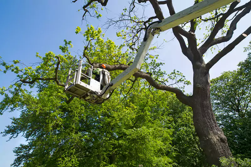 Tree Service Safety During COVID-19, Newport Beach CA