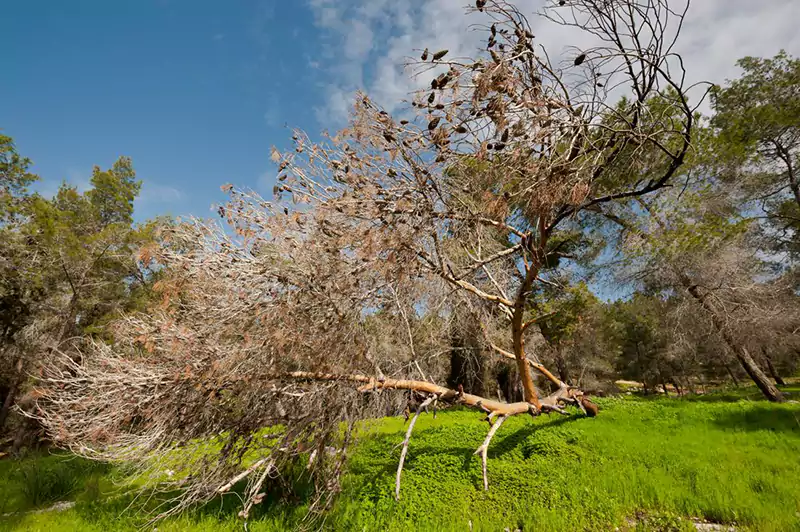 Tree Removal Service in Orange County, Costa Mesa CA