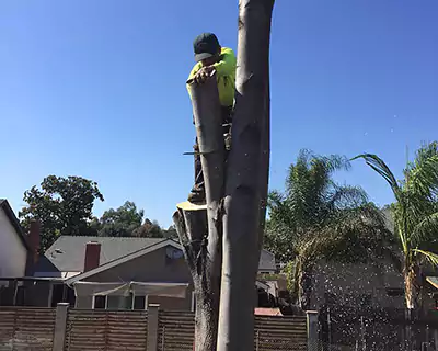 Tree Cutting Services, San Juan Capistrano, CA
