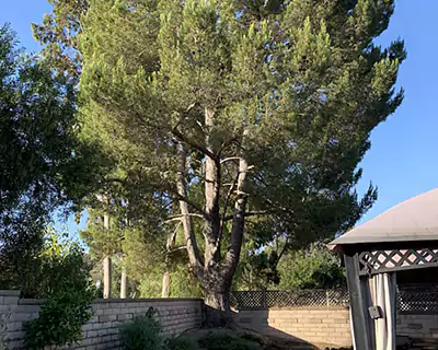 Tree Services in Garden Grove, CA
