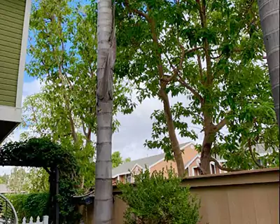Tree Services in La Palma, CA