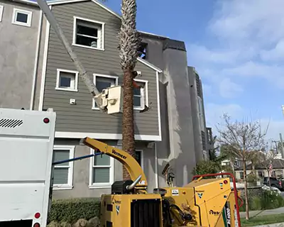 Tree Services, Laguna Beach, CA