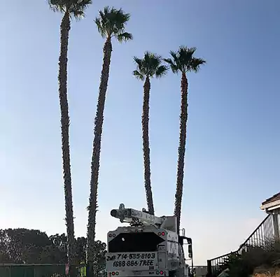 Tree Services in Newport Beach, CA