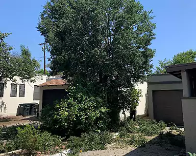 Tree Services in Newport Coast, CA