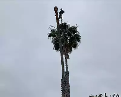 Tree Services in Placentia, CA