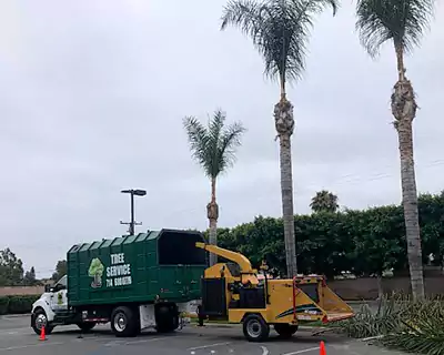 Tree Services in Rancho Santa Margarita, CA