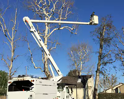 Tree Services in Anaheim, CA
