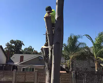 Tree Services in Seal Beach, CA