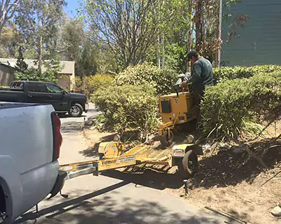 Tree Services in Stanton, CA