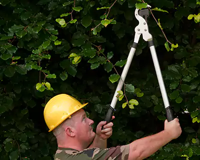 Tree Services in Westminster, CA