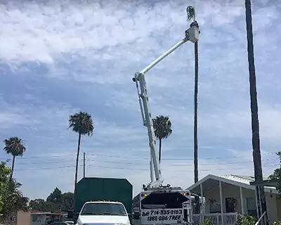Palm Tree Maintenance, Brea, CA
