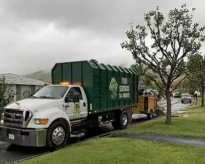 Tree Services in Costa Mesa, CA