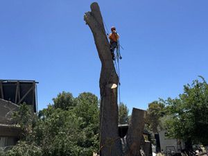 Tree Removal, Laguna Beach, CA