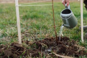 Person watering a newly planted young tree sapling in a Southern California garden