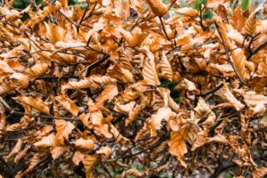 Dried, stressed brown leaves on tree branches showing heat and drought damage in Southern California summer