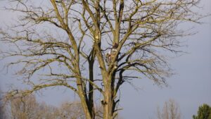 Arborist climbing a tall bare tree for fall pruning and seasonal tree care service in Orange County CA