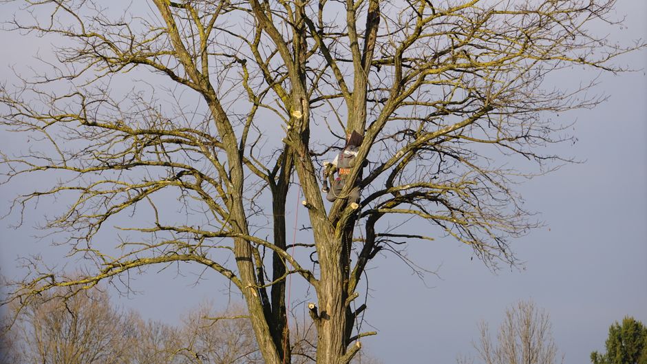Arborist climbing a tall bare tree for fall pruning and seasonal tree care service in Orange County CA