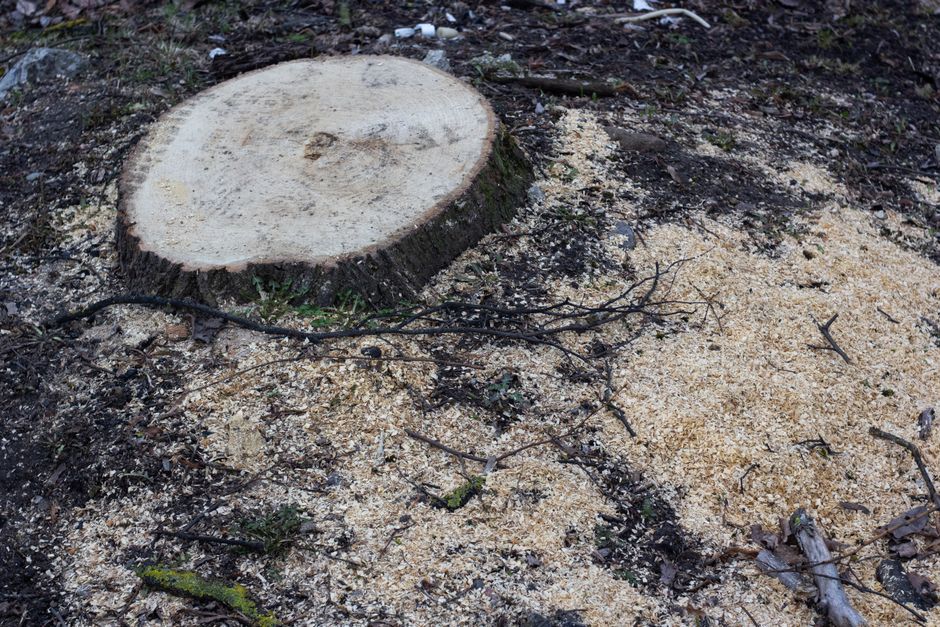 Tree stump surrounded by fresh sawdust after grinding removal service in Orange CA