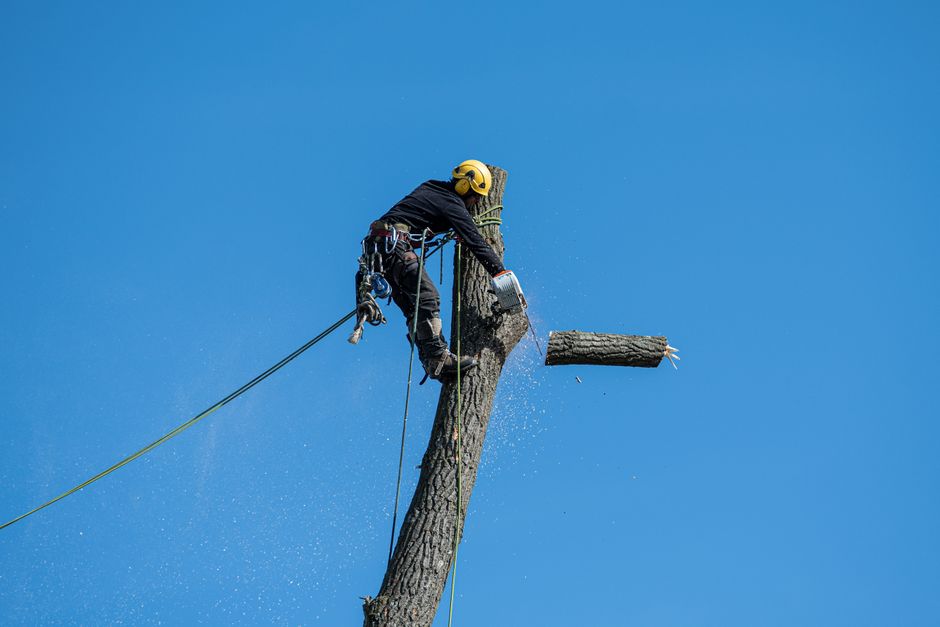 Arborist in safety gear cutting a tree with a chainsaw high above ground against a clear blue sky in Anaheim, CA