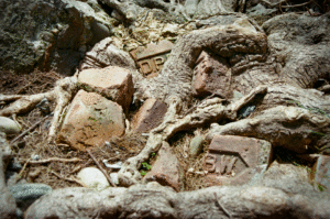 Tree roots cracking and displacing concrete pavement, illustrating sidewalk damage caused by root growth in Orange County