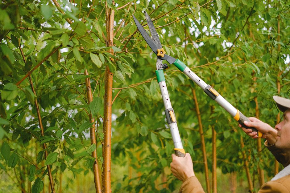 Tree trimming service in Santa Ana CA – arborist pruning tree branches with long-handled shears
